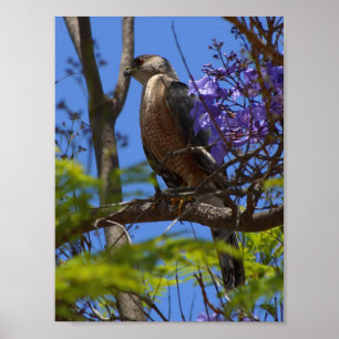 Bratwurst-Grillposter Poster