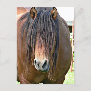 Brauchen Sie einen Haarschnitt Postkarte