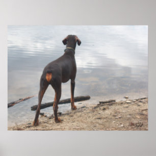 Braun, der Doberman Poster