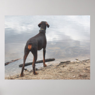 Braun, der Doberman Poster