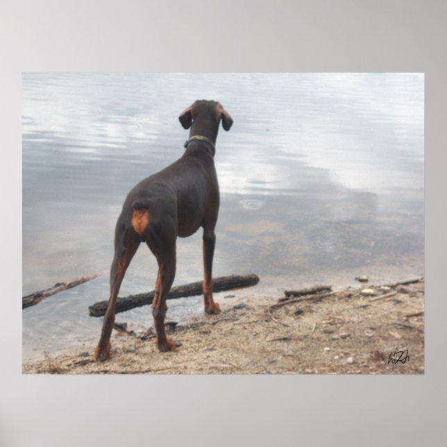 Braun, der Doberman Poster (Vorne)
