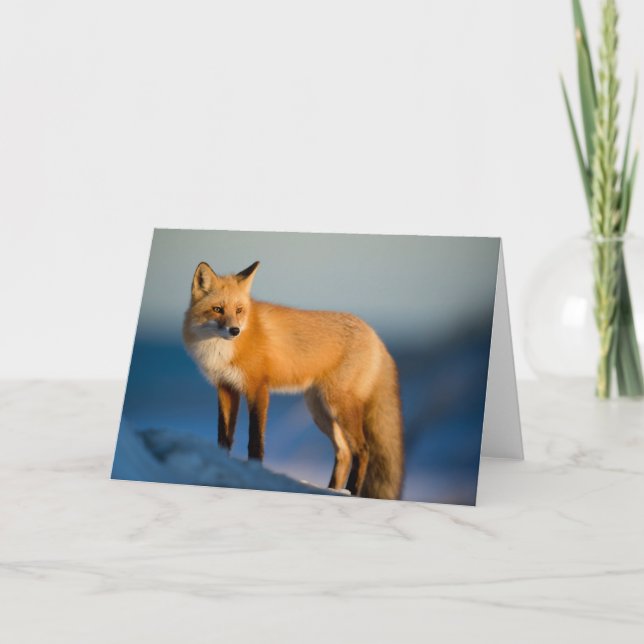 Braun Fox Grußkarte Karte (Vorderseite)