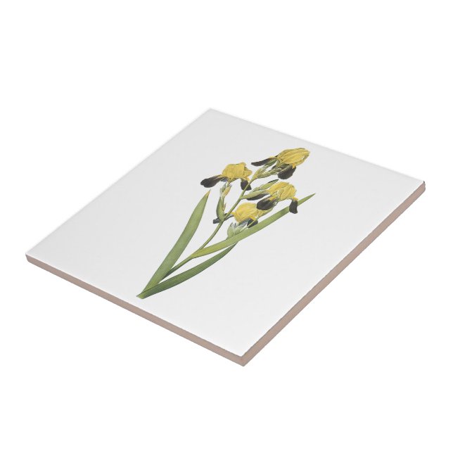 braun-geblühte Iris (Iris squalens) durch Redouté Fliese (Seite)