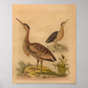 Braun gefiederter Vintage-Vogeldruck Poster