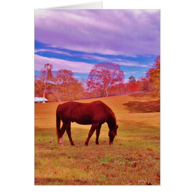 > Braun in einem träumfarbenen Feld (Vorne)