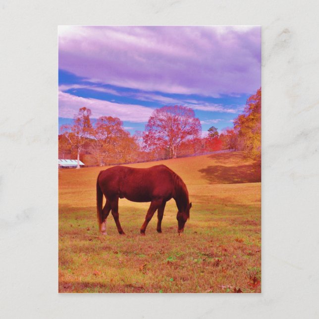 > Braun in einem träumfarbenen Feld Postkarte (Vorderseite)