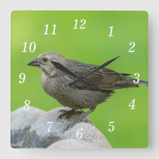 Braun Kopf Cowbird Wall Uhr (Vorderseite)