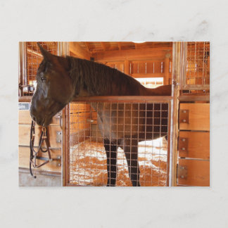 Braun Pferd im Stall in Epoch Anwesens Weinkeller Postkarte