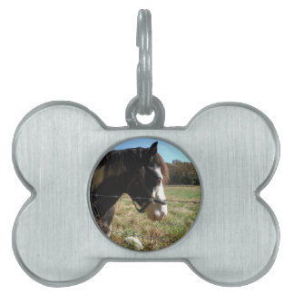 Braun- und Weißpferd, Blume Queen Ann Lace Tiermarke