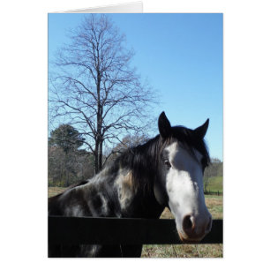 Braun & Weiß, gestrichenes Pferd, hellblauer Himme