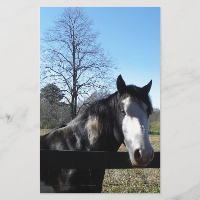 Braun & Weiß, gestrichenes Pferd, hellblauer Himme Briefpapier (Vorderseite)