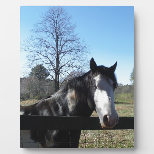 Braun & Weiß, gestrichenes Pferd, hellblauer Himme Fotoplatte (Vorderseite)