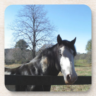 Braun & Weiß, gestrichenes Pferd, hellblauer Himme Getränkeuntersetzer