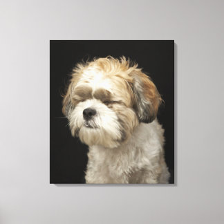 Braun-weißer Shih Tzu mit geschlossenen Augen Leinwanddruck