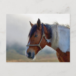 Braun-weißes Pinto-Pferd-Porträt Postkarte
