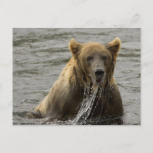 Braunbär-Angelpostkarte Postkarte