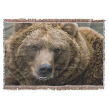 Braunbär