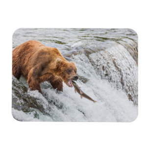 Braunbär fängt roten Lachs Magnet