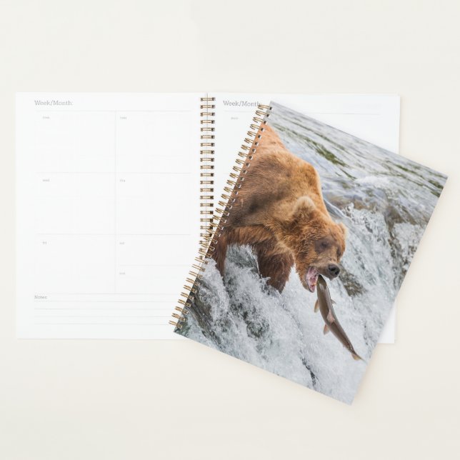 Braunbär fängt roten Lachs Planer (Anzeige)
