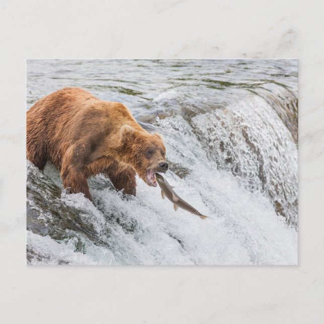 Braunbär fängt roten Lachs Postkarte (Vorderseite)