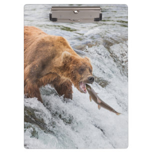 Braunbär fängt Rotlachs Klemmbrett