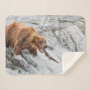 Braunbär fängt Rotlachs Sherpadecke