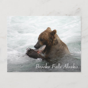 Braunbär frisst Lachs in Brooks Falls Alaska Postkarte