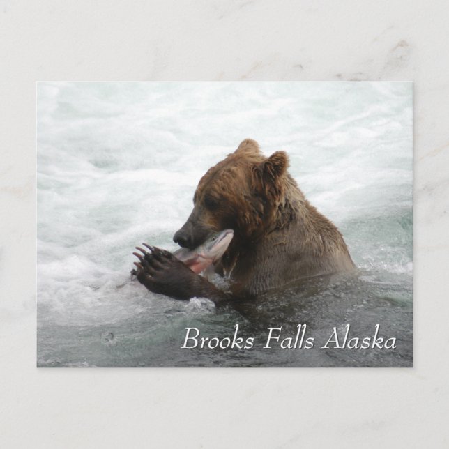 Braunbär frisst Lachs in Brooks Falls Alaska Postkarte (Vorderseite)