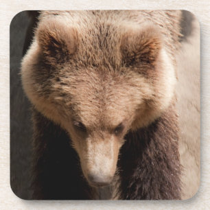 Braunbär Getränkeuntersetzer