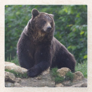 Braunbär Glasuntersetzer