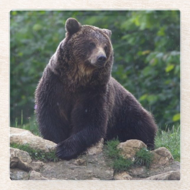 Braunbär Glasuntersetzer (Vorderseite)