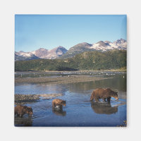 Braunbär, Grizzlybär, Bache und Junge in