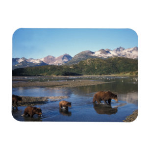 Braunbär, Grizzlybär, Bache und Junge in Magnet