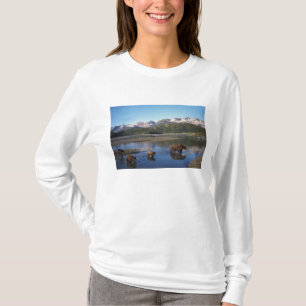 Braunbär, Grizzlybär, Bache und Junge in T-Shirt