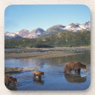 Braunbär, Grizzlybär, Bache und Junge in Untersetzer