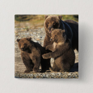 Braunbär, Grizzlybär, Bärin mit Jungen an der Küst Button