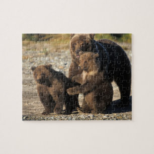 Braunbär, Grizzlybär, Bärin mit Jungen an der Küst Puzzle