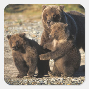 Braunbär, Grizzlybär, Bärin mit Jungen an der Küst Quadratischer Aufkleber
