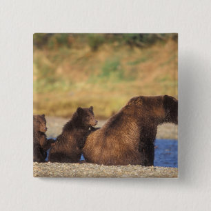 Braunbär, Grizzlybär, Bärin mit Jungen, Button
