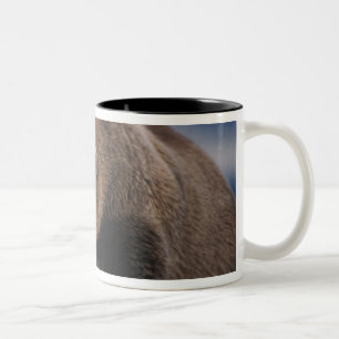 Braunbär, Grizzlybär, beim Nickerchen, Katmai Zweifarbige Tasse