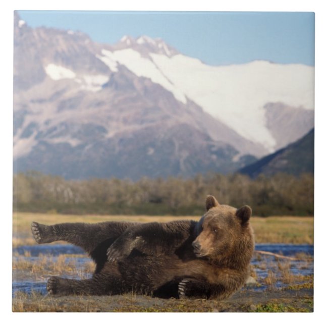 Braunbär, Grizzlybär, der sich auf seinem Rücken a Fliese (Vorderseite)