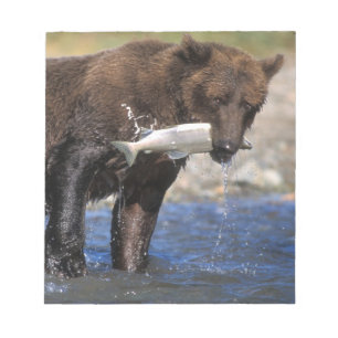 Braunbär, Grizzlybär, Lachsfang, Notizblock