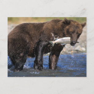 Braunbär, Grizzlybär, Lachsfang, Postkarte