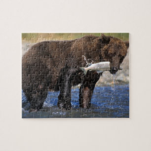 Braunbär, Grizzlybär, Lachsfang, Puzzle