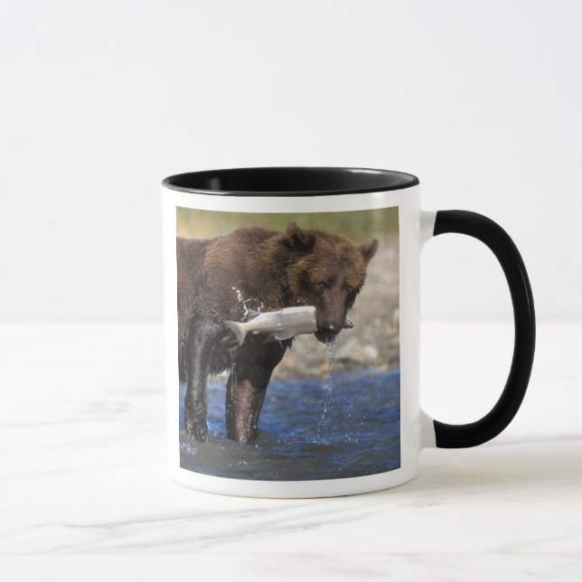 Braunbär, Grizzlybär, Lachsfang, Tasse (Rechts)