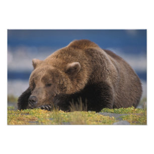 Braunbär, Grizzlybär, mit einem Nickerchen, Katmai Fotodruck