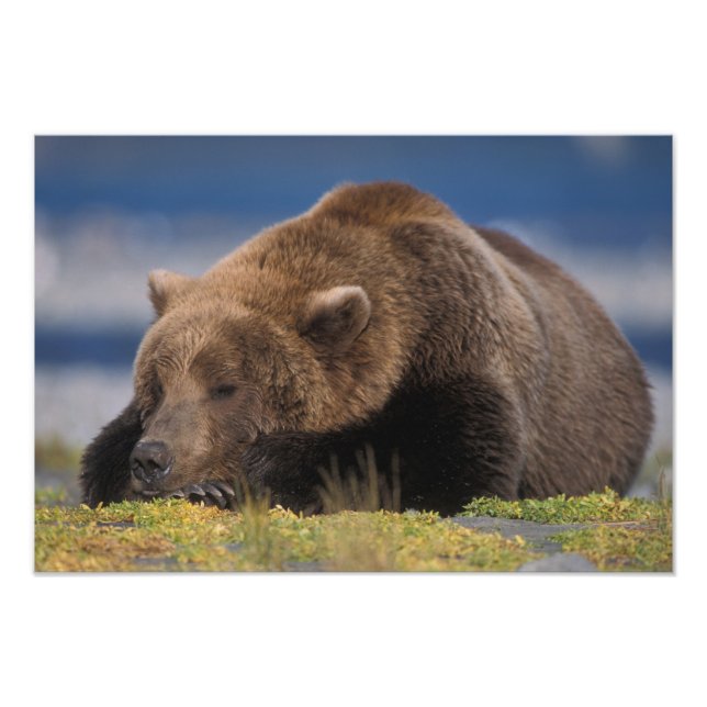 Braunbär, Grizzlybär, mit einem Nickerchen, Katmai Fotodruck (Vorne)