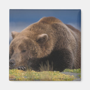 Braunbär, Grizzlybär, mit einem Nickerchen, Katmai Magnet