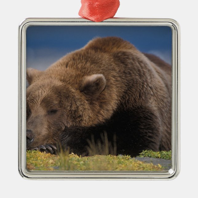 Braunbär, Grizzlybär, mit einem Nickerchen, Katmai Ornament Aus Metall (Vorne)