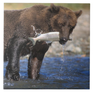 Braunbär, Grizzlybär, mit Lachsfang, Fliese